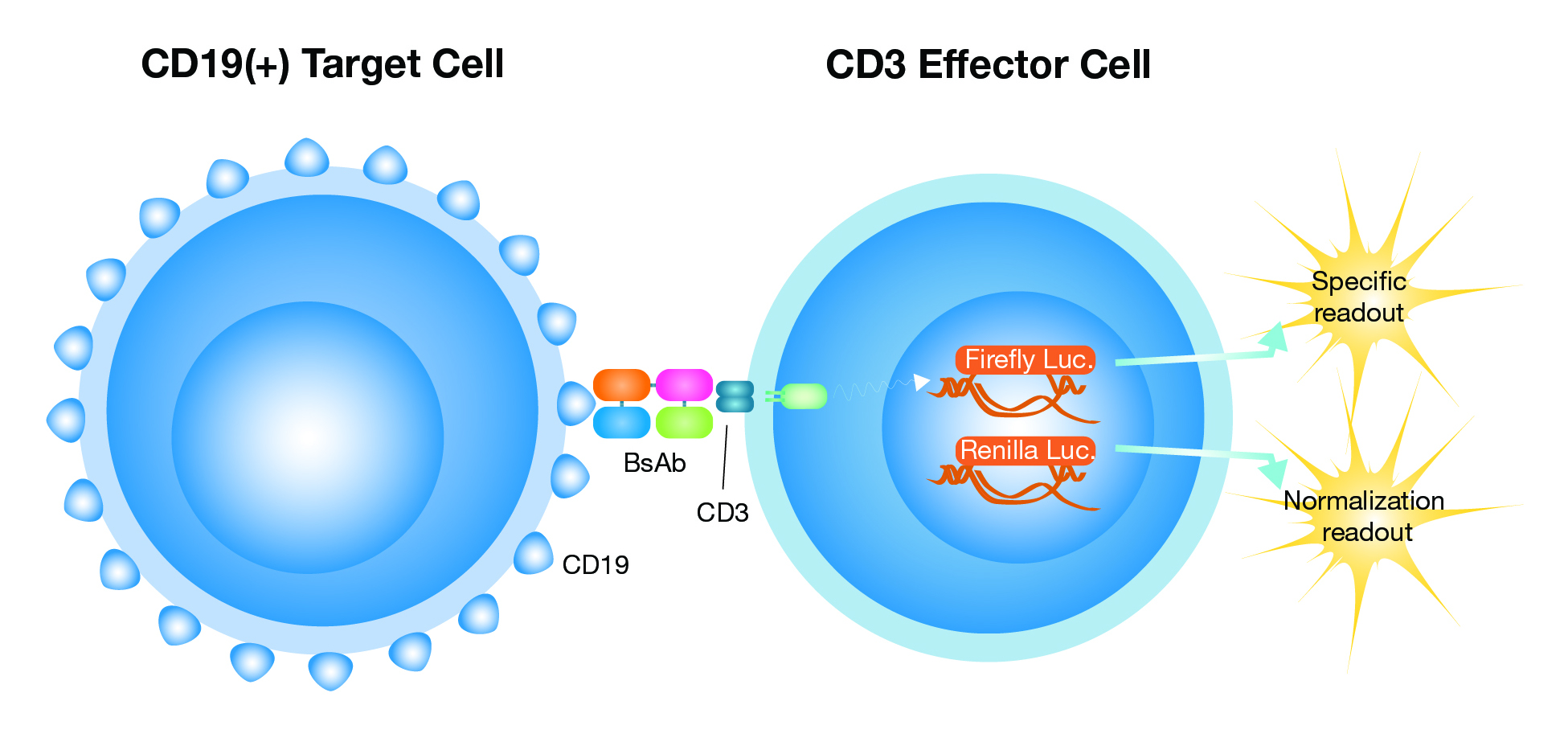 Principle of the iLite CD3 CD19 bioassay